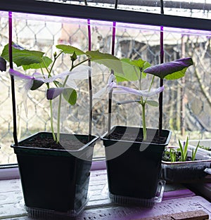 Shoots, seedlings, cucumber. Own vegetable garden, organic farming