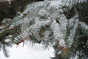 Shoots of spruce covered with snow