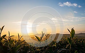 Shoots tea in morning sunrise