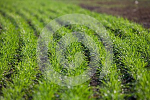 Shoots of winter wheat in rows