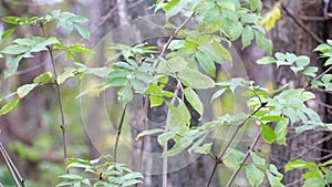 Shoots of young ash fluttered in the wind