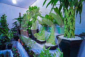 The shop is decorated with different types of cactus. Decorated cactus plants are increasing the beauty