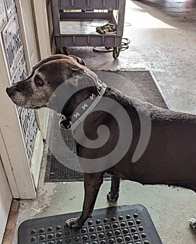 Shop dog, workshop dog, mechanic dog