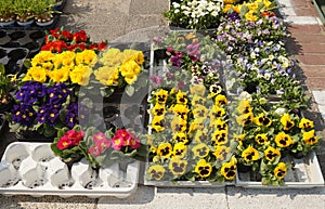 Shop garden. A very popular flowers known as