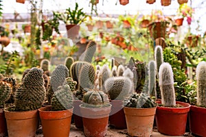 Shop home plants cacti of different shapes in pots