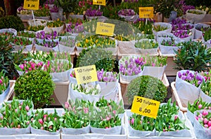 Shop inside of floating barge displays houseplants for sale on the Amsterdam Flower Market, Netherlands.