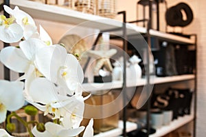 Shop interior with orchid flower