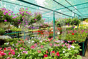 Shop selling flowers for home garden.