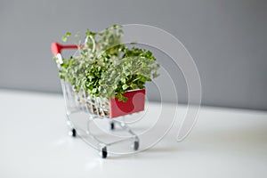 Shopping cart with arugula shoots, microgreen sprouts on white table on gray wall background