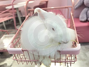 Shopping Cart China Zhuhai Angora Rabbit Cafe White Furry Hare Pet Zoo Grooming Longhair Bunny Breed Pets Rabbits Pink Coffee Shop