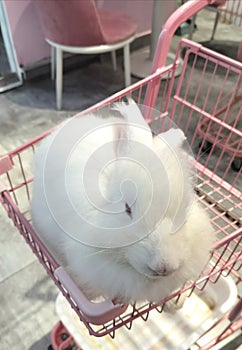 Shopping Cart China Zhuhai Angora Rabbit Cafe White Furry Hare Pet Zoo Grooming Longhair Bunny Breed Pets Rabbits Pink Coffee Shop