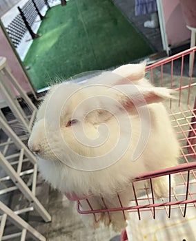 Shopping Cart China Zhuhai Angora Rabbit Cafe White Furry Hare Pet Zoo Grooming Longhair Bunny Breed Pets Rabbits Pink Coffee Shop