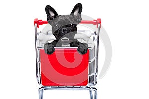 Shopping cart dog