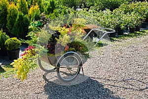 Shopping cart full of young garden plants in pots, saplings of bushes, seedling of flowers at plant nursery