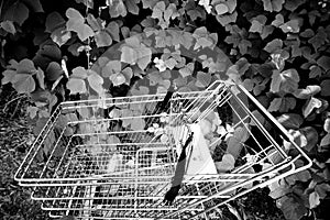 Shopping Cart and Ivy