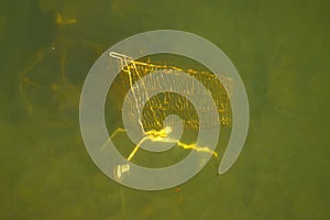 Shopping Cart In The River