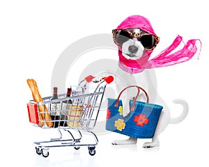 Shopping diva dog