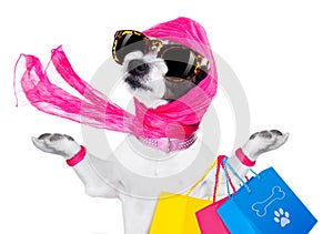 Shopping diva dog