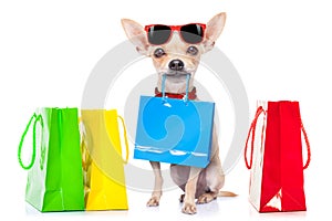 Shopping dog