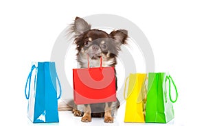 Shopping dog with bag