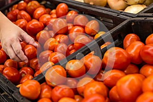 Shopping. Woman choosing bio food fruit tomato in vegetable store or supermarket.A hand woman holding red tomatoes, select between