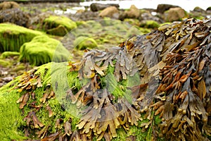 Shore algae