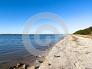 The shore of the Atlantic Ocean with Seagulls at Fort Clinch State Park in Florida
