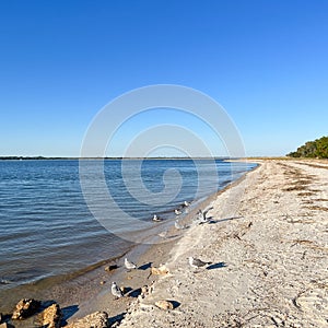 The shore of the Atlantic Ocean with Seagulls on a sunny day at Fort Clinch State Park in Florida