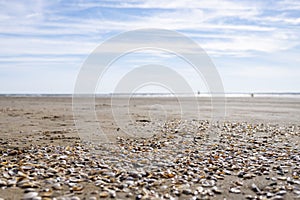 Shore of a beach with the sea in the background very out of focus and in the foreground shells of mollusks