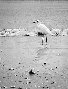 Shore Bird Egret by the Ocean