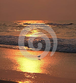 Shore bird at sunrise