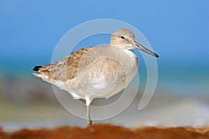 Shore bird Willet, sea water bird in the nature habitat. Animal on the ocean coast. White bird in the sand beach. Beautiful bird f