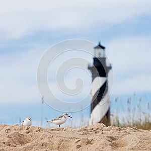 Shore birds and Cape Hatteras Lighthouse NC US