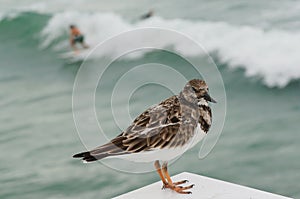 Shore birds, juno beach, florida