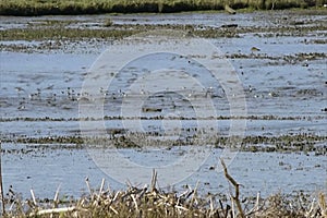 Shore birds at low tide then group flight