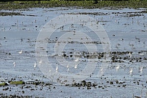 Shore birds at low tide then group flight