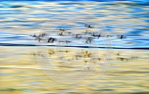 Shore Birds In Motion