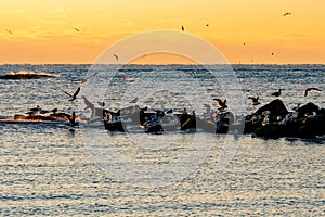 Shore birds and seagulls on the Jetty at sunrise on a calm winter morning