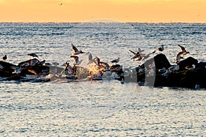 Shore birds and seagulls on the Jetty at sunrise on a calm winter morning