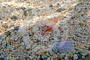 The shore clingfish - (Lepadogaster lepadogaster), underwater image into the Mediterranean sea photo