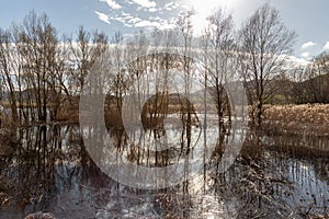 Shore of Colfiorito swamp with skeletal trees at golden hour