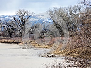 Shore of the Colorado River in Grand Junction, Colorado