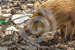 Dirty snout pig looking for food among the stones