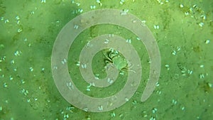 Shore crab attacking limpet. A shore crab, carry a limpet on sea bed