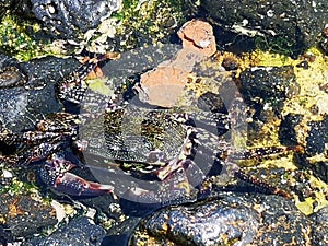Shore crab camouflaging in the rockpool