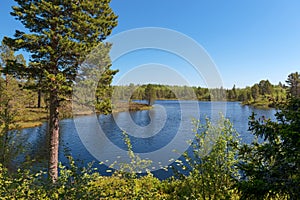 On the shore of the forest lake