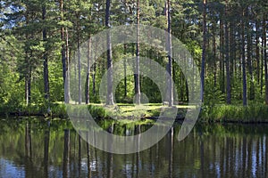 The shore of the forest lake. Reflections of trees on the water