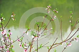 On the shore of the green lake, there are five or six peach branches on the green grass.