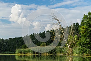 Pobřeží se zelenými stromy v mokřadech řeky Dunaj, Slovensko