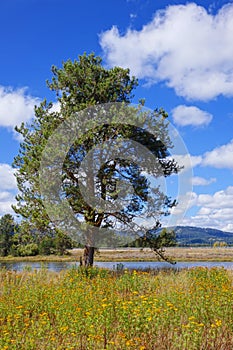 Shore of Henry`s Fork - Idaho